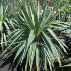 Palmlelie (Yucca Gloriosa) -Aanbiedingen Hortus Groei Winkel yucca gloriosa 80 100 c35