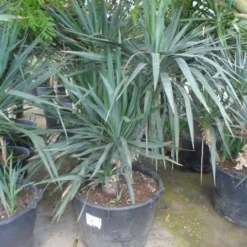 Palmlelie (Yucca Gloriosa) -Aanbiedingen Hortus Groei Winkel yucca gloriosa boomvorm c130 1