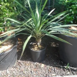 Palmlelie (Yucca Gloriosa) -Aanbiedingen Hortus Groei Winkel yucca gloriosa c12 15