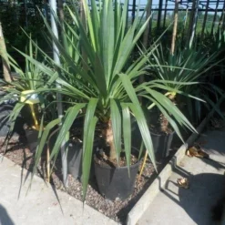 Palmlelie (Yucca Gloriosa) -Aanbiedingen Hortus Groei Winkel yucca gloriosa c20 60 80