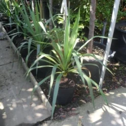 Palmlelie (Yucca Gloriosa) -Aanbiedingen Hortus Groei Winkel yucca gloriosa c7 10