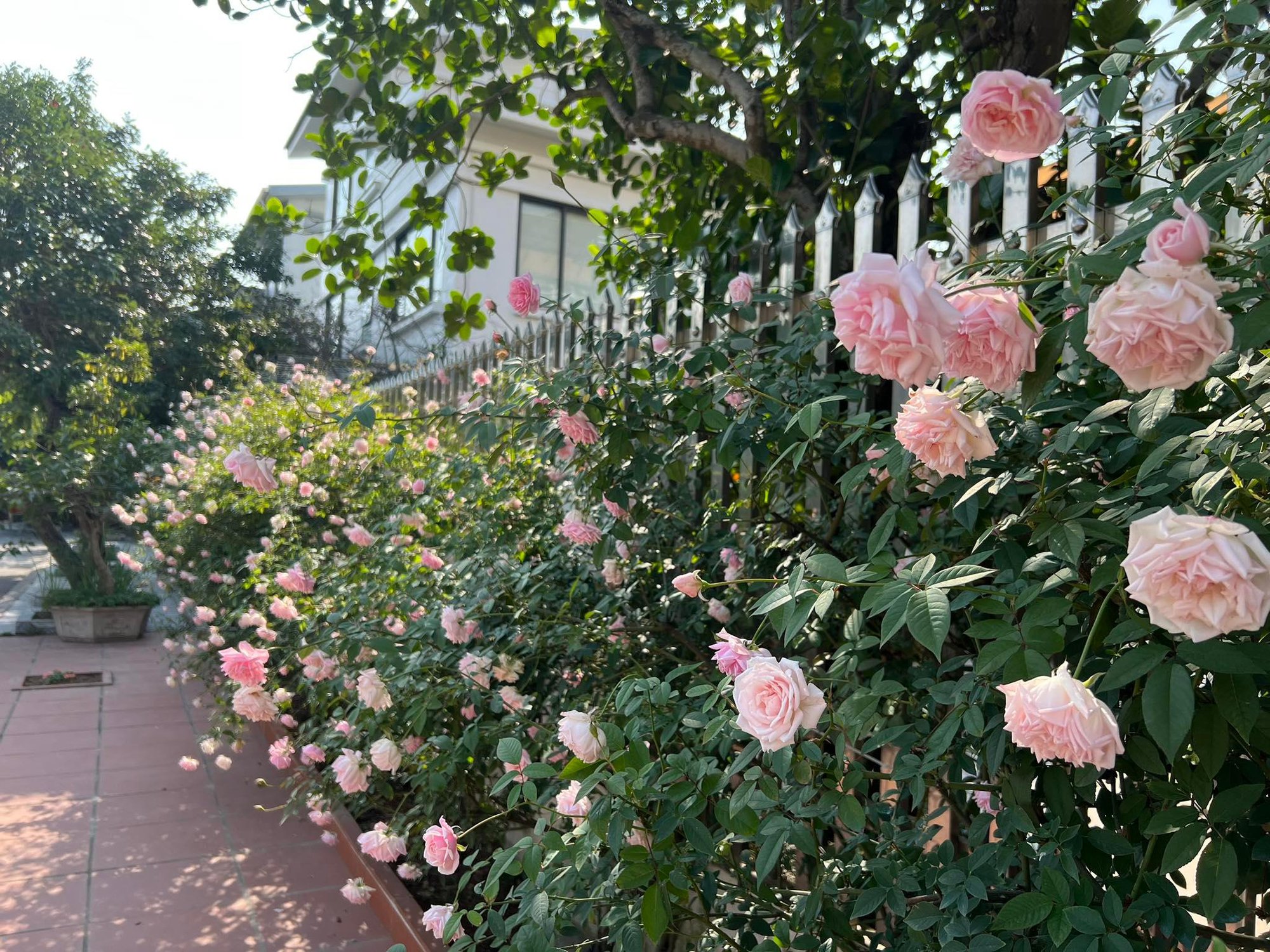 Aanbiedingen Hortus Groei Winkel -Aanbiedingen Hortus Groei Winkel 31893281413285891546003236319083698395522673n 16711642767762031037219