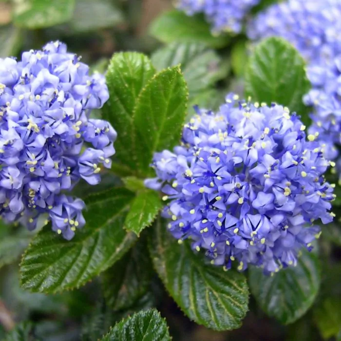 Aanbiedingen Hortus Groei Winkel 18 Aanbiedingen Hortus Groei Winkel -Aanbiedingen Hortus Groei Winkel 4